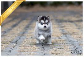 Our puppies are updated in all shots, they are affordable go place your order Teacup Pomsky Cost Online Shopping