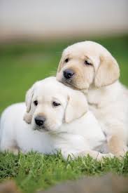 Labrador retriever in different golden shades, well bred puppies. Pin On Lab Puppies