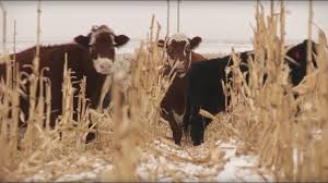 It's a useful material and helps us in a variety of ways. Growing Winter Corn For Cattle Grazing Youtube