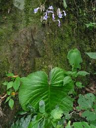 Image result for Streptocarpus buchananii