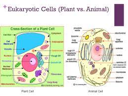 Read this tutorial to learn plant cell structures and their. How We Study Cells Light Microscopes Used To See Most Of Cell Tissues Ppt Video Online Download