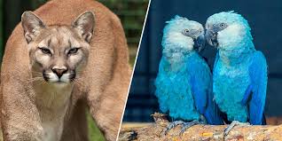 Here are 10 extraordinary species of extinct animals. Dozens Of Incredible Species Went Extinct In 2018 Unilad