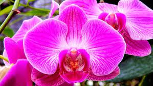 Anggrek atau dalam bahasa inggris disebut orchid melambangkan keindahan dan kecantikan. Jenis Bunga Anggrek Beserta Gambar Dan Ciri Cirinya Sarungpreneur
