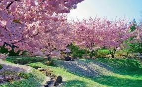 Die Schonsten Parks Und Garten In Und Um Berlin Japanische Gartenpflanzen Japanischer Garten Kirschbluten