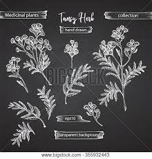 Black and white hand drawn image. Set Hand Drawn Tansy Vector Photo Free Trial Bigstock