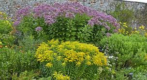 Remove and return to 70°f. Joe Pye Weed 101 How Why To Grow This Native Plant Bird Watching Hq
