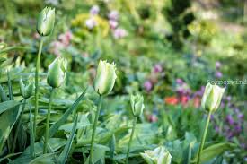 Sommerwind Federleicht Grune Tulpen Pflanzen Gruner Garten Waldgarten
