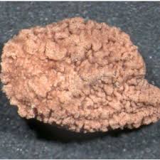 Image result for Agelanthus igneus