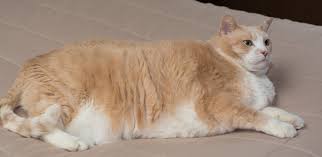This calculator can also provide some. How To Help Your Obese Cat Lose Weight Iams