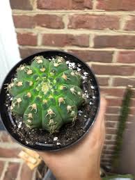 How does a cactus live without water? Can Someone Help Me Figure Out What Kind Of Cactus My New Favorite Is Someone Gifted It To Me All Pale And Shrunken So I Repotted Gave Some Water And He Is