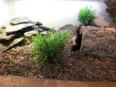 Argentine Black And White Tegu For Sale Canada Indoor Tegu Enclosure Walkthrough Tegu Tortoise Care Baby Tortoise