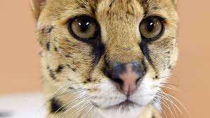 Due to human population taking over their habitats, the number of servals in. Cassie An African Serval Cat On The Loose In Tiny Township Cbc News
