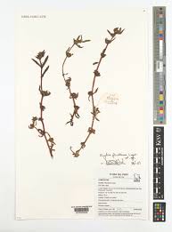 Image result for Enydra