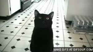With stevecash83, gibson and shelby. Sylvester Cat Gata Gif On Gifer By Tem
