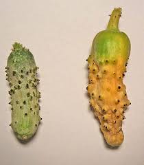 Image result for how to self pollinate cucumbers