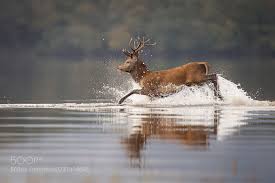 Reed Deer Marcin Kaczmarkiewicz Co Carlow Ireland Canon Eos 1d Mark Iv Animals Photo Nature Deer Animal Photo Photo