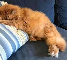 Find maine coon ads in our cats & kittens category. Philadelphia Pa Maine Coon Mix Cat For Private Adoption By Owner Adopt Gatsby Today