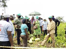 Cooperatives Productrices De Manioc On Veut Accroitre Les Capacites De Transformation