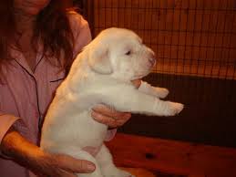 Our desire in our breeding program is to maintain the integrity of the labrador retriever producing pups with impeccable temperaments, soundness, desire to retrieve and excellent. Akc Yellow Male And Female Labrador Retriever Puppies For Sale In Orlando Florida Classified Americanlisted Com