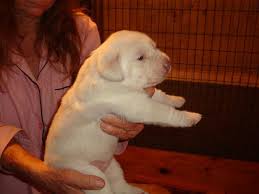 Favorite this post jul 11 Akc Yellow Male And Female Labrador Retriever Puppies For Sale In Orlando Florida Classified Americanlisted Com