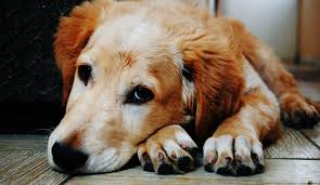 So what we see listed as the signs of cancer are not really signs of cancer at all. 5 Symptoms Signs A Dog Is Dying Of Cancer Dogvills
