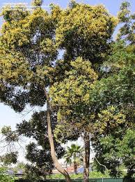Image result for Hymenosporum