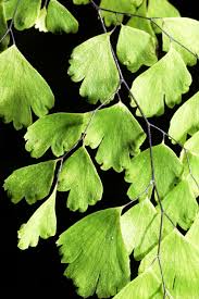 Image result for Adiantum soboliferum