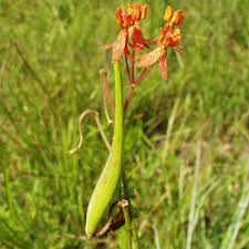 Image result for Landolphia lanceolata