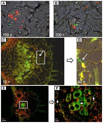Serotype as shown in figure (2) and resuspended in 10 µl of di water. Plos One Internal Colonization Of Salmonella Enterica Serovar Typhimurium In Tomato Plants