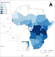 Image result for Acalypha caperonioides