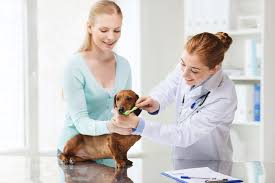 What's included with the price of a dog dental cleaning? 2021 Dog Teeth Cleaning Costs Dog Dental Cleaning Cost