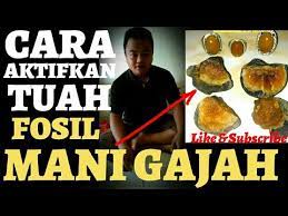 Ilmu pelet adalah bagian dari ilmu gaib yang fungsinya untuk memikat wanita atau pria agar mencintai dan menyayangi kita. Cara Mudah Mengaktifkan Tuah Batu Fosil Mani Gajah Minat Whatsapp 0858 1688 0424 Youtube