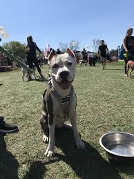 Pin On Pits