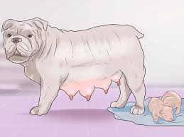 When labor begins, most dogs start to become restless, want to be alone and start. How To Help Your Dog Whelp Or Deliver Puppies Dog Having Puppies Dog Labor Pregnant Dog