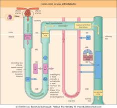 Countercurrent Exchange Multiplication System Medical Knowledge Nursing Study Guide Renal Physiology