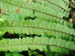 Image result for Didymochlaena