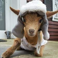 Cowgirls can get away with murder. The Dodo On Twitter A Baby Goat Named Lawson Is Wearing Little Hats While Waiting For His Head To Heal Https T Co Wu0hgzt0ue