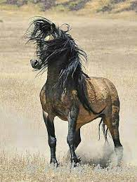 Or, romantic adventures in northern. Pin By Edson Alexandre On Animal World Horses Wild Horses Mustang Horse