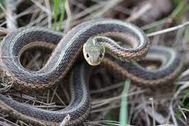 Eastern Garter Snake Snake Lovers Snake Garden Snakes