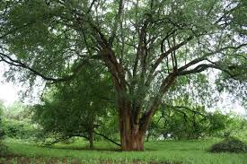 Image result for Xanthocercis zambesiaca