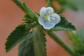 Image result for Hibiscus micranthus