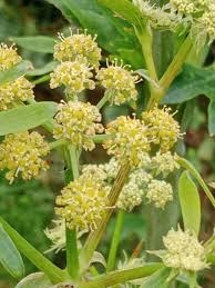 Image result for Apium graveolens