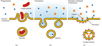 Simple diffusion is carried out by the actions of hydrogen bonds forming between water molecules and solutes. 3 1 The Cell Membrane Anatomy Physiology