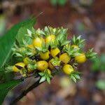 Image result for Leptactina involucrata