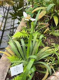 Image result for Neomarica northiana