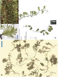 Image result for Didymoglossum erosum