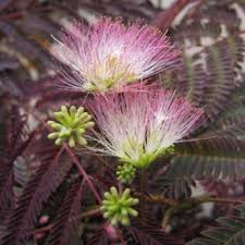 Da poveri a moderatamente fertili, ben drenati. Albizia Julibrissin Summer Chocolate Arbres De Moyen Et Grand Developpement Derly