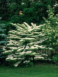 There is a smaller maturing koreanspice called viburnum carlesii. From The Forums Pruning Viburnums A Way To Garden