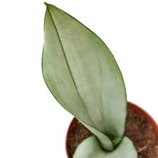 Image result for Sansevieria nilotica