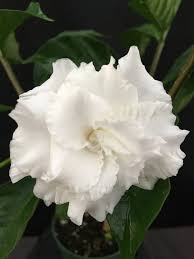 Image result for Tabernaemontana